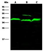 Adenosine Kinase Polyclonal Antibody