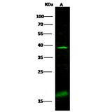 ADPRH Antibody in Western Blot (WB)