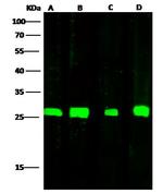Adenylate Kinase 4 Antibody in Western Blot (WB)