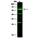 AKT1 Antibody in Western Blot (WB)