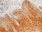 Intestinal Alkaline Phosphatase Antibody in Immunohistochemistry (Paraffin) (IHC (P))