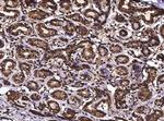 Alivin 1 Antibody in Immunohistochemistry (Paraffin) (IHC (P))