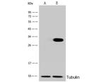PHAP I Antibody in Western Blot (WB)