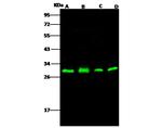 PHAP I Antibody in Western Blot (WB)