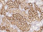 Aquaporin 1 Antibody in Immunohistochemistry (Paraffin) (IHC (P))