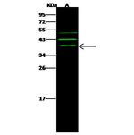 ARHGAP28 Antibody in Western Blot (WB)