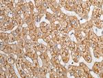 ASGR1 Antibody in Immunohistochemistry (Paraffin) (IHC (P))