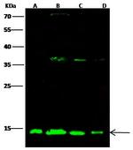 ATP5D Antibody in Western Blot (WB)