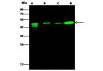 ATXN7L3 Polyclonal Antibody