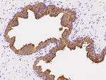 AZGP1 Polyclonal Antibody