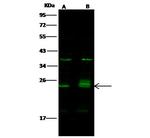 Bim Polyclonal Antibody