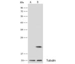 Flavin reductase Polyclonal Antibody