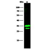 C1QBP Polyclonal Antibody