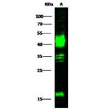 Carbonic Anhydrase XII Antibody in Western Blot (WB)