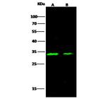 Carbonic Anhydrase XIII Polyclonal Antibody