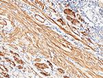 Carbonic Anhydrase III Antibody in Immunohistochemistry (Paraffin) (IHC (P))