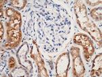 Carbonic Anhydrase IV Antibody in Immunohistochemistry (Paraffin) (IHC (P))