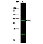 Carbonic Anhydrase IV Antibody in Western Blot (WB)