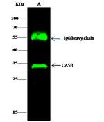 Carbonic Anhydrase VB Antibody in Immunoprecipitation (IP)