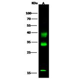 Carbonic Anhydrase VB Polyclonal Antibody