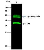 Carbonic Anhydrase VIII Antibody in Immunoprecipitation (IP)