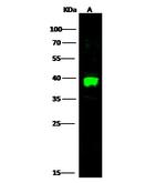 Carbonic Anhydrase VIII Polyclonal Antibody