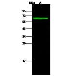 Carbonic Anhydrase IX Polyclonal Antibody