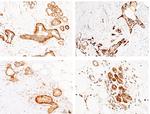 CALML3 Antibody in Immunohistochemistry (Paraffin) (IHC (P))