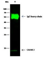 CALML3 Antibody in Immunoprecipitation (IP)