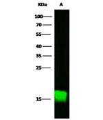CALML3 Antibody in Western Blot (WB)