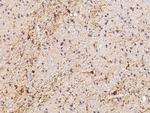 CaMKV Antibody in Immunohistochemistry (Paraffin) (IHC (P))