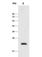Caveolin 2 Polyclonal Antibody