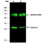 CCDC134 Antibody in Immunoprecipitation (IP)