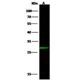 CCDC134 Polyclonal Antibody