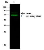 Cyclin A1 Antibody in Immunoprecipitation (IP)