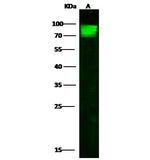 Cyclin A1 Polyclonal Antibody
