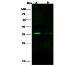 Cyclin D3 Polyclonal Antibody