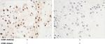 Cyclin E Polyclonal Antibody