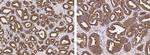 CD164 Antibody in Immunohistochemistry (Paraffin) (IHC (P))