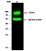 CD164 Antibody in Immunoprecipitation (IP)