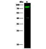 CD164 Antibody in Western Blot (WB)