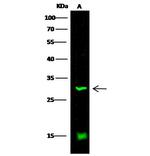CD200 Polyclonal Antibody