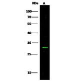 CD200 Antibody in Western Blot (WB)