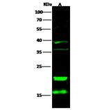 CD3z Polyclonal Antibody