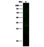 CD300e Polyclonal Antibody