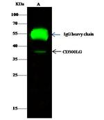 CD300g Antibody in Immunoprecipitation (IP)