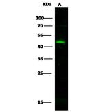 CD300g Polyclonal Antibody
