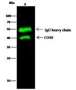 CD48 Antibody in Immunoprecipitation (IP)