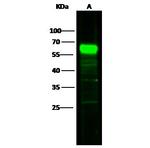 CD5 Antibody in Western Blot (WB)