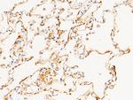 CD55 Polyclonal Antibody
